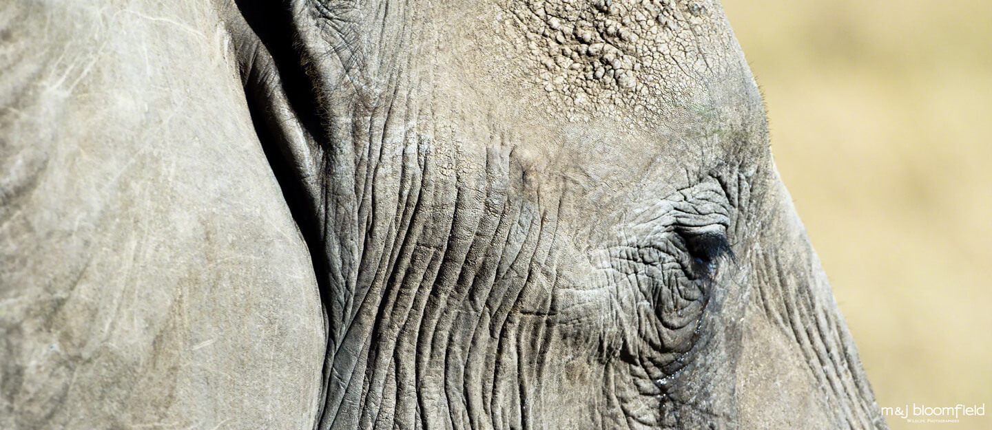 African Elephant close up of the right eye Masai Mara Kenya picture taken by Mark and Jacky Bloomfield wildlife photographers