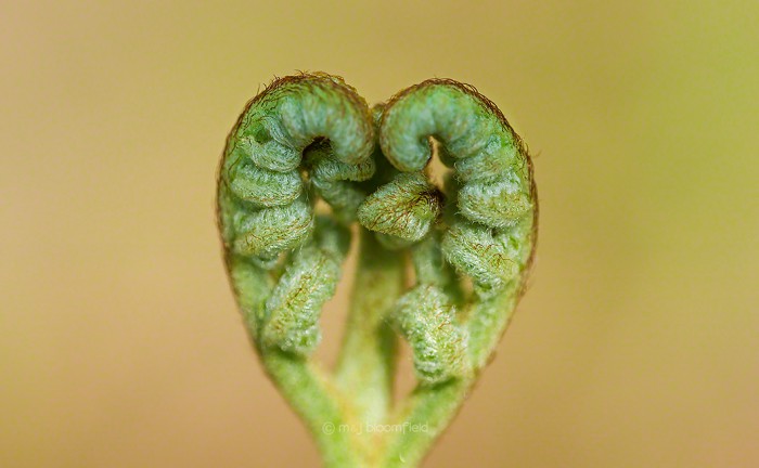 Bracken fern