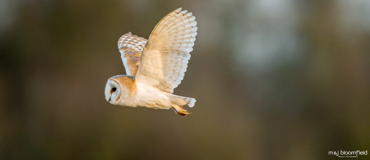 Barn Owl in flight over the Oxfordshire countryside taken by Mark and Jacky Bloomfield wildlife photographers