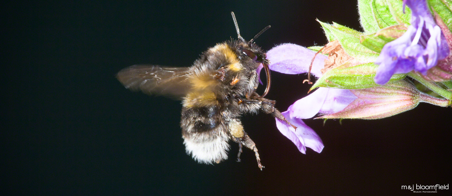 Picture of a Bumble Bee flying towards a flower taken by M and J Bloomfield nature photographers
