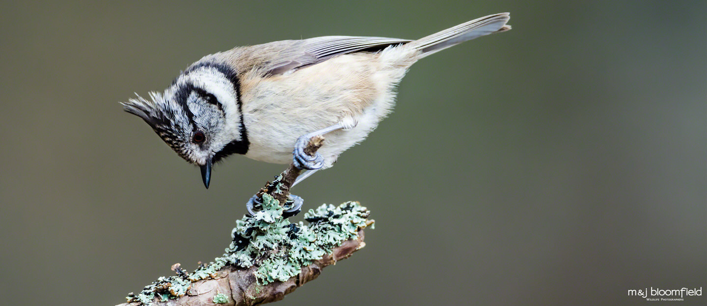 Crested tit perched on a tree branch Cairngorms Scotland captured by M and J Bloomfield wildlife photographers
