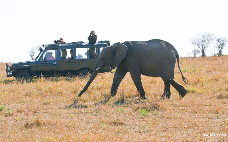 Tourists in a four by four safari vehicle watching an elephant in Kenya’s Masai Mara
