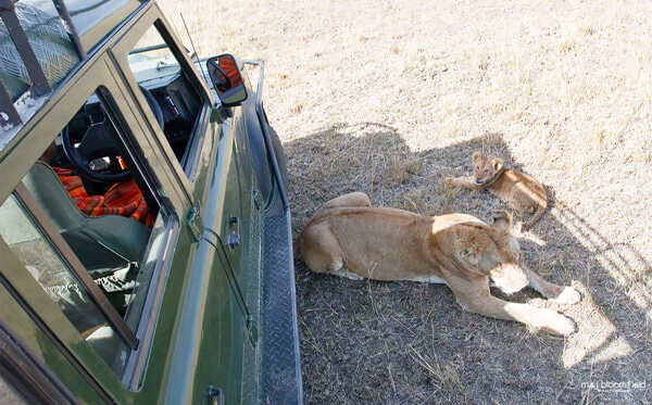 Lioness and lion lying next ot a landrover in Kenyas' Masai Mara