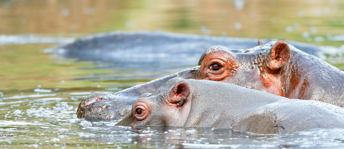 Hippos in a pool Talek river Masai Mara Kenya taken by Mark and Jacky Bloomfield wildlife photographers