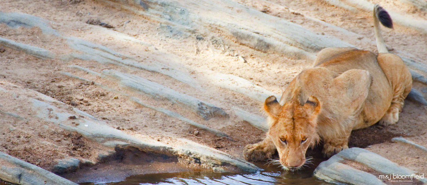 African Lioness taking a drink from a water hole Masai Mara Kenya taken by Mark and Jacky Bloomfield nature photographers