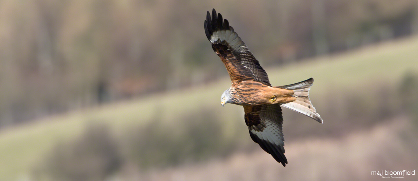 Red Kite flying over the Oxfordshire countryside taken by M and J Bloomfield wildlife photographers