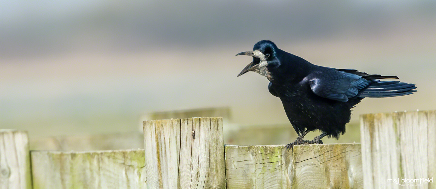 Picture of a Rook perched on a fence calling Oxfordshire taken by Mark and Jacky Bloomfield wildlife photographers