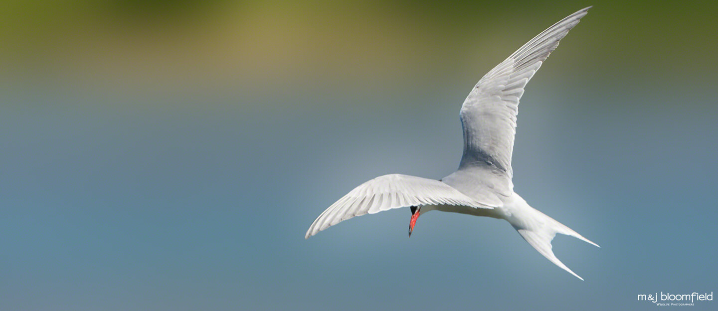 Tern flying over the Buckinghamshire countryside picture taken by Mark and Jacky Bloomfield wildlife photographers
