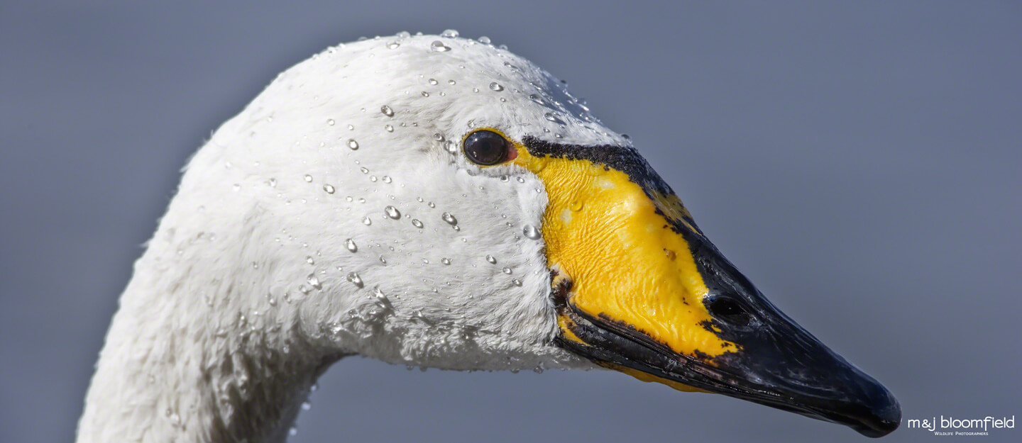 Whooper swan Norfolk England picture taken by Mark and Jacky Bloomfield wildlife photographers